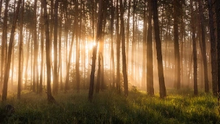 Holzstämme in einem Wald liefern Holz für erneuerbar heizen.